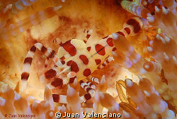 Foto sacada en el estrecho de Lembeh, lugar extraordinari... by Juan Valenciano 